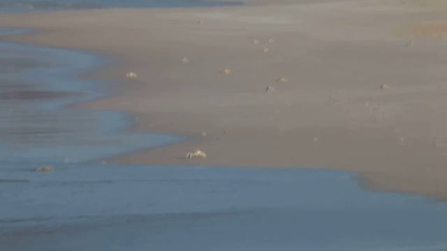 Socotra - Крабы смотреть онлайн