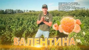 Обзор самых сладких сортов малины. Малиновая плантации Беккер