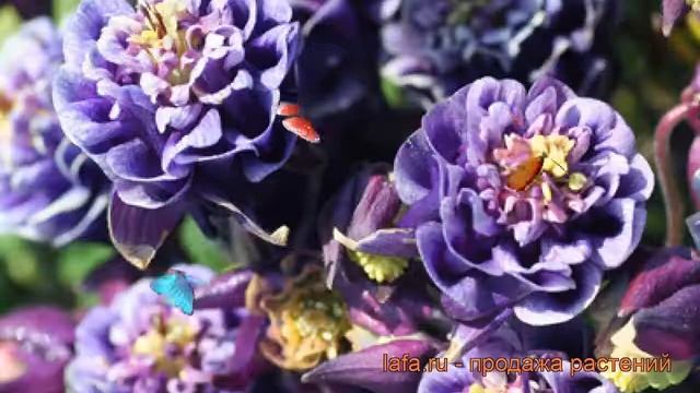 Аквилегия обыкновенная Винки Дабл Блу энд Вайт ? обзор: как сажать, рассада аквилегии смотреть онлайн