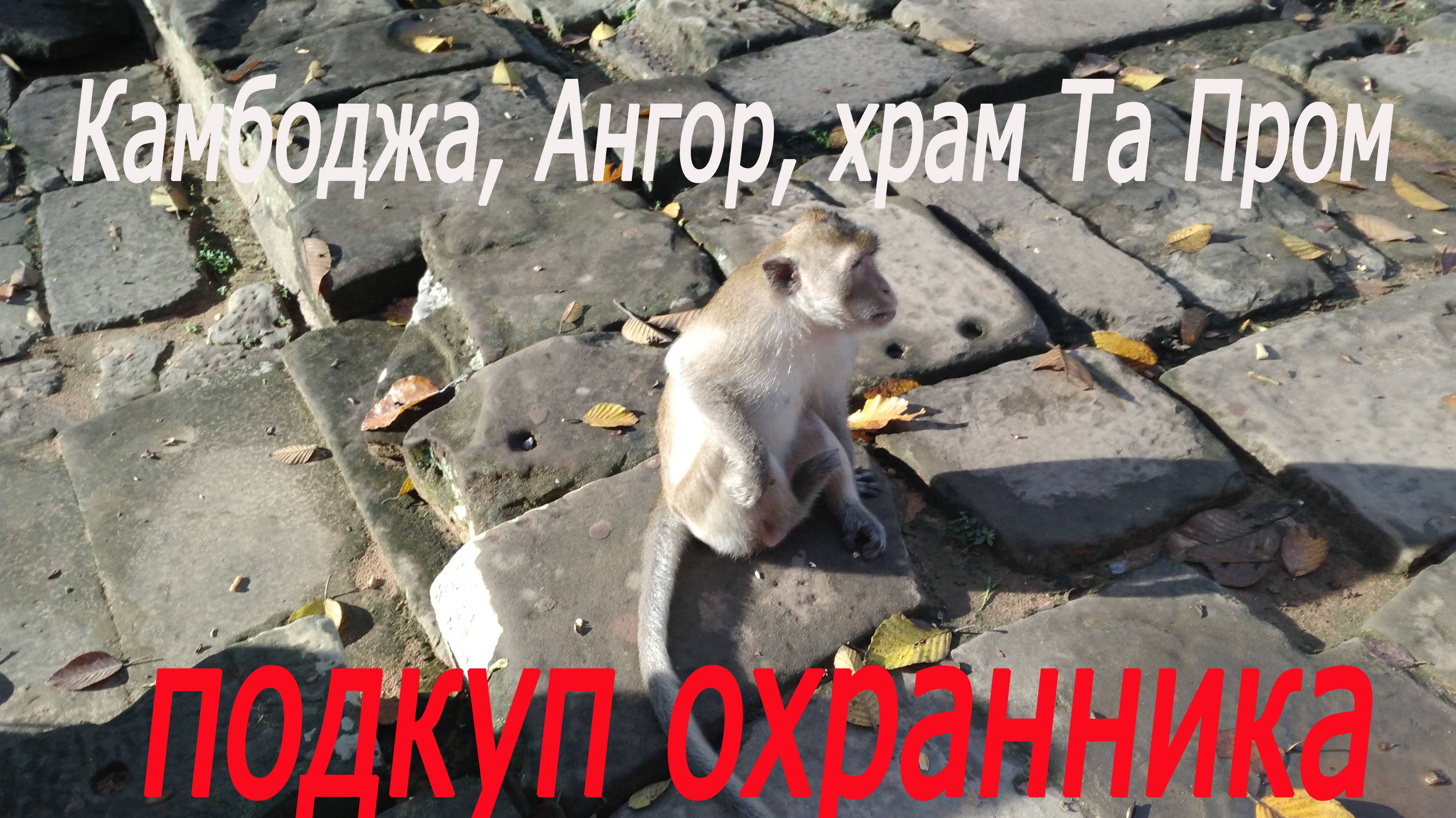 Камбоджа, Ангор, храм Та пром, подкуп охранника # Cambodia, Angor, Ta Prom Temple, bribing a guard