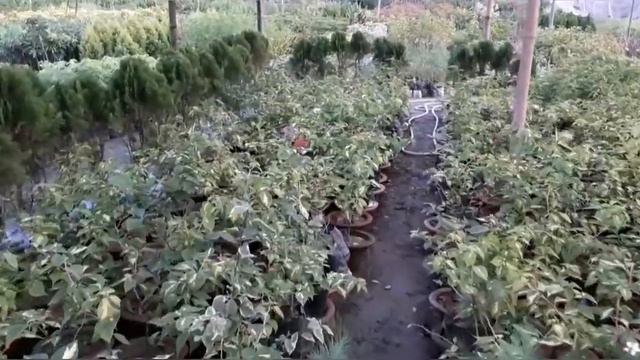 Biggest Nursery In Siliguri , Hole Sale Nursery|| Cactus Nursery Malda || Pintu Biswas