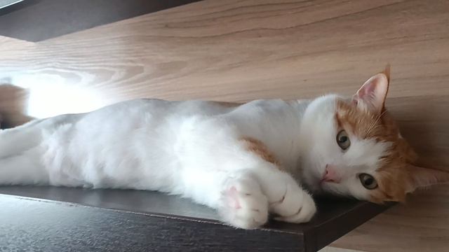 Кузя смотреть онлайн