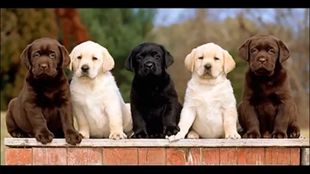 Ретриверы- какие бывают? смотреть онлайн