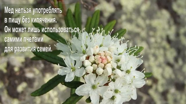 Багульник болотный. Одурманивающий и исцеляющий. Лечебные и ядовитые свойства смотреть онлайн