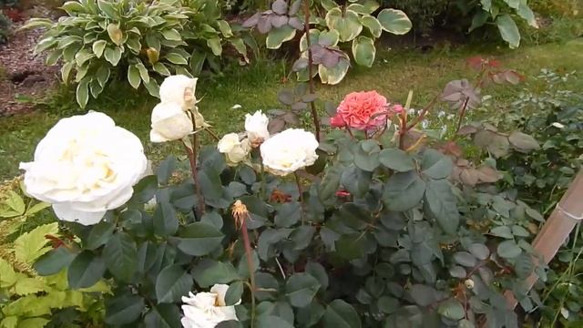 Розы в августе. Ещё раз Ирина. смотреть онлайн