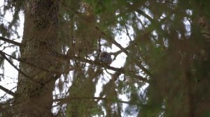 Сойка пересмешница изображает скрип дерева (наиболее хорошо слышно на 1 мин 18 сек)