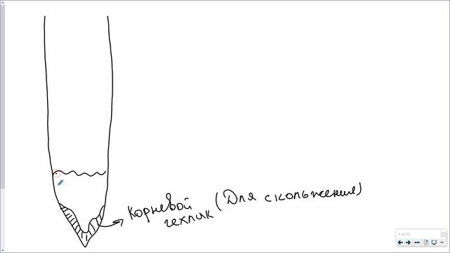 10_Ткани.Корень.Ствол