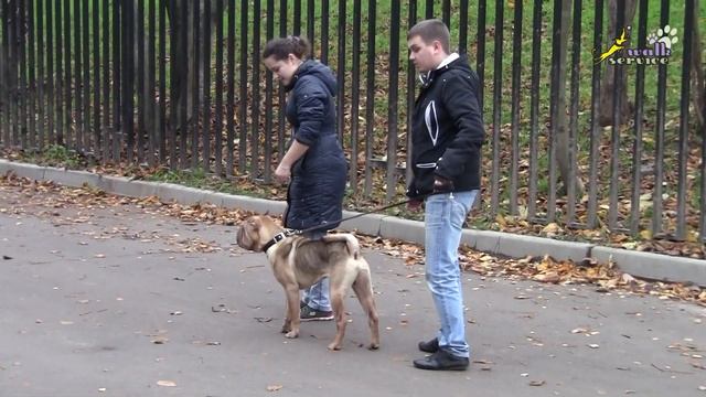 Шарпей дрессировка смотреть онлайн