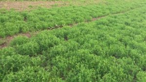 Выращивание  чечевицы .  No-till