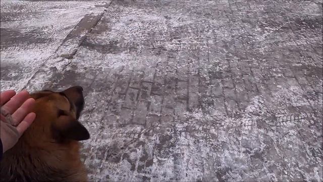 Жизнь без собак Даем дворнягам еду и ласку/Life without dogs We give the mongrels food and affectio смотреть онлайн