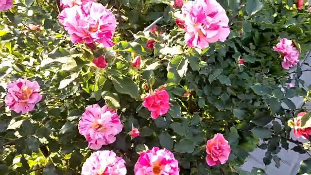 Edgar Degas (Едгар Дега)@TroyandiOleksandri смотреть онлайн