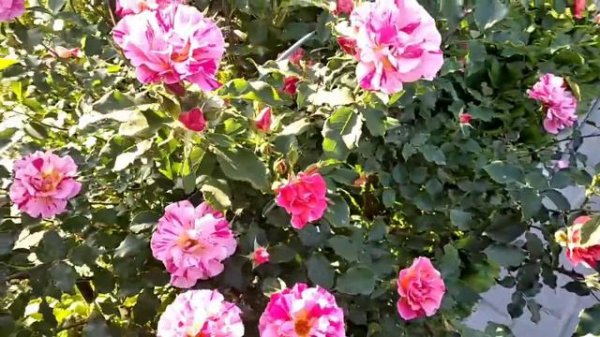 Edgar Degas (Едгар Дега)@TroyandiOleksandri