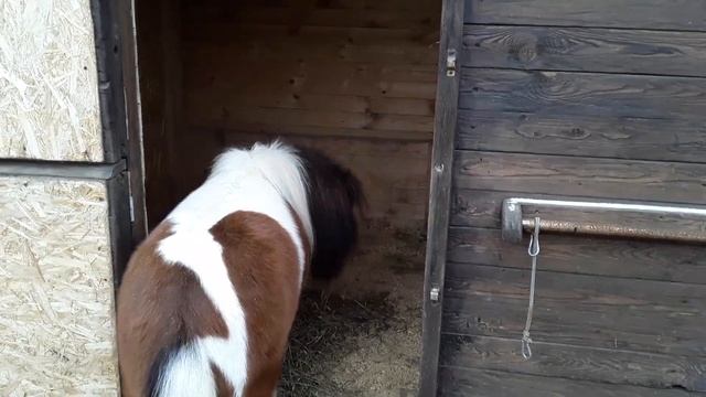 Кашель и насморк у лошади / Причины и лечение . Аллергия или Простуда? смотреть онлайн