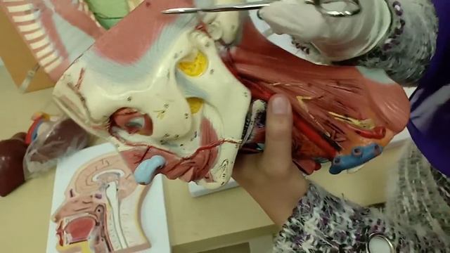 Practical Anatomy - GIT Module - Muscles of Mastication - Head Model смотреть онлайн