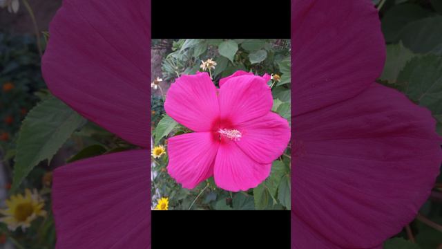 Гибискус 🌺 #flowers #цветывсаду #beautynature #hibiscus #flowersstreet смотреть онлайн