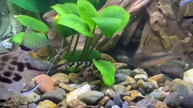 Разнообразие #аквариумных рыбок для начинающих аквариумистов смотреть онлайн