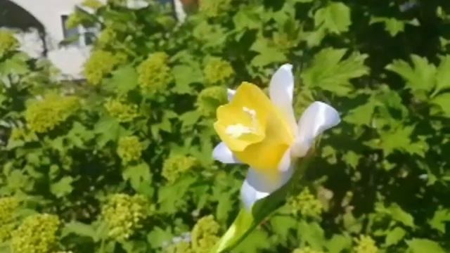 Нарцисс из атласных лент! смотреть онлайн