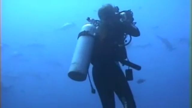 Подводное видео с острова Кокос, Коста-Рика смотреть онлайн