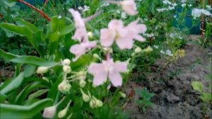 Цветут мои розы: что за зверь - Питахайя? Три куста - и ... с боку бантик. Терракота - это цвет!!!