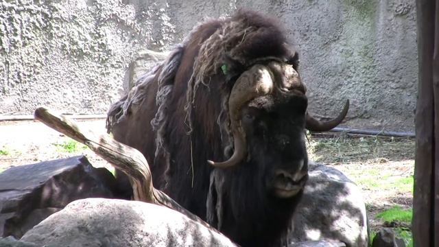 Московский зоопарк - 2008 смотреть онлайн