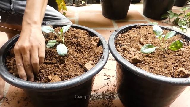 Очень легко выращивать цветную капусту из семян в горшках у вас дома смотреть онлайн