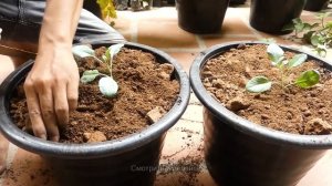 Очень легко выращивать цветную капусту из семян в горшках у вас дома