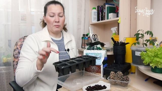 Как посадить на даче сибирский кедр. Выращивание кедра из шишки и орешка в домашних условиях. смотреть онлайн