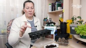 Как посадить на даче сибирский кедр. Выращивание кедра  из шишки и орешка  в домашних условиях.