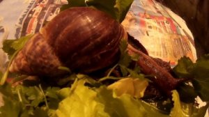 Вечерняя трапеза улитки ахатины. Большая улитка ахатина кушает. Как ест улитка ахатина