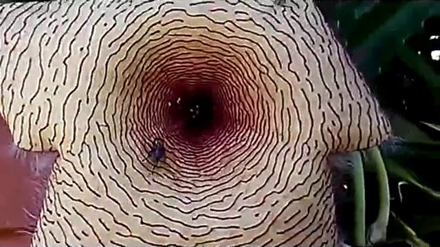 Succulent Plant - Stapelia Gigantea - Horrific Smell Flowers Of South East Africa