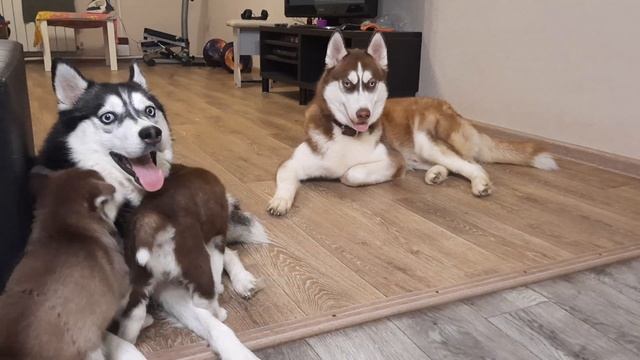 Щенки ХАСКИ/ Борзые Щенки НАПАДАЮТ на Байкала смотреть онлайн