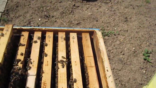 Пълни магазини преди акациева паша 30.04.2023г смотреть онлайн