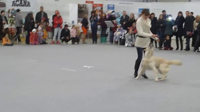 Калашникова Анастасия и голден-ретривер Хейли Хенсен