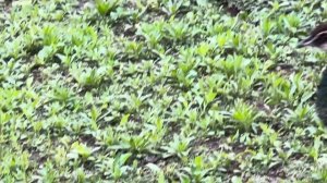 Павлинам обрезала крылья, чтобы не сидели на крыше