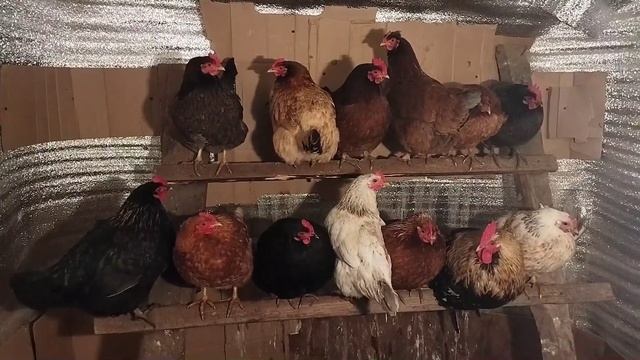 Куры не несутся зимой: почему и чем кормить? Проверенные 3 основных правила.#Деревня#Куры#яйца смотреть онлайн