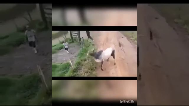 Бык растерзал двух собак смотреть онлайн