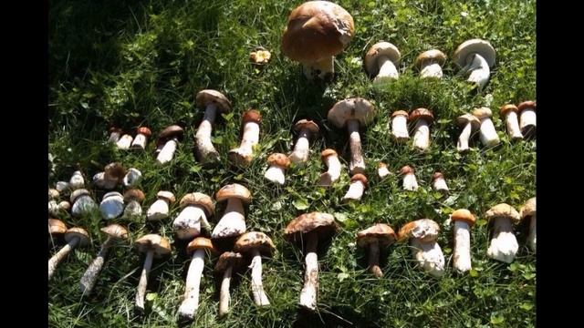 Продается 2-х этажная дача 70 кв.м. на участке 9.5 соток ( есть воз смотреть онлайн