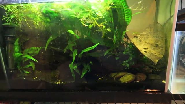 Good new and Bad news - Fish room update - Treating fish tank with antibiotics. смотреть онлайн