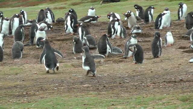 Gentoo Penguins, Carcass Island смотреть онлайн