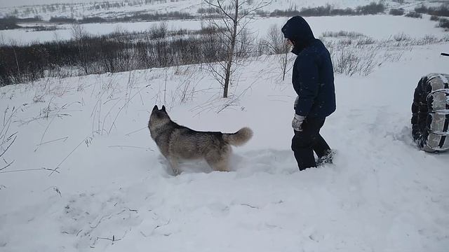 Первый день нового года.Хаски Сэм дурачится!! #зима,#Гуляем,#хаскивснегу,#снегоболотоход. смотреть онлайн