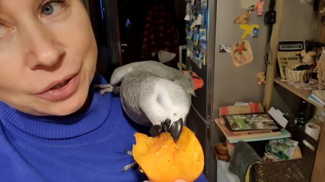 Жако Роза смотреть онлайн