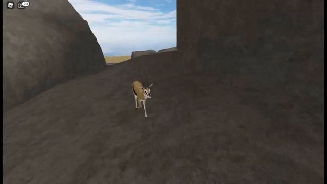 life of a gazzel - ROBLOX- wild savannah - testing A смотреть онлайн