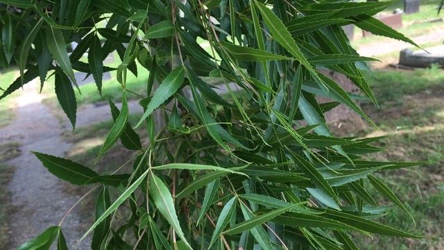 Narrow Leaved Ash (Fraxinus angustifolia) - leaves - June 2018 смотреть онлайн