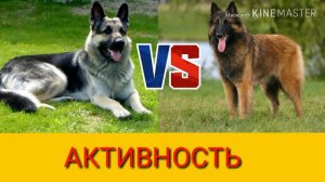 Восточноевропейская овчарка против Малинуа. Собаки. Батл собак.