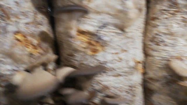 Видео грибы ВЕШЕНКА штамм Р80, К17, М9, вторая волна, лаборатория Фанни Машрум, сезон 2021/02/25 смотреть онлайн