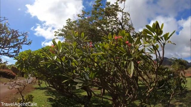 PLUMERIA Plant Care Orange Fungus "RUST" on Leaves / How to Prevent & Plant Cure / Frangipani Tip смотреть онлайн