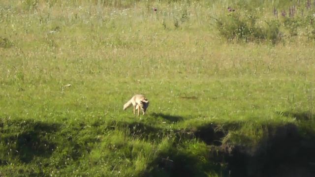 Рыбка 28.06.22.. смотреть онлайн
