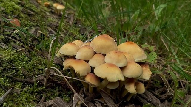 Maślanka wiązkowa (Hypholoma fasciculare) - 17.09.2020, Nowa Huta, Kraków смотреть онлайн