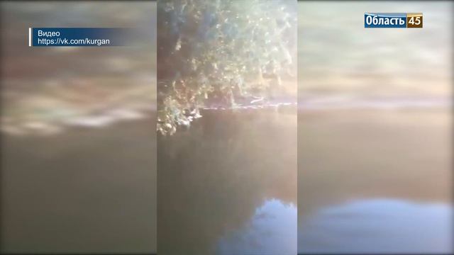 В Курганской области массово гибнет рыба смотреть онлайн