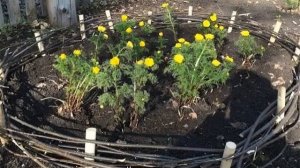 Цветок адонис — посадка и уход в открытом грунте